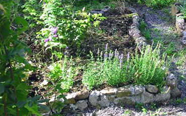 Patch of medieval herb garden.