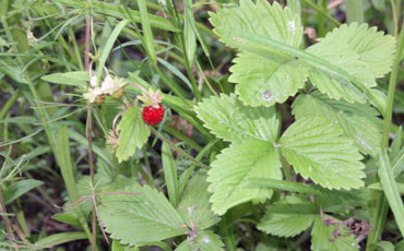 Ahomansikka (Fragraria vesca)