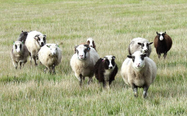 Flock of sheep with different colors.Picture by Satu Hovi 2011.