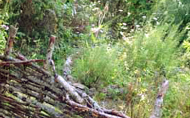 Garden fence made of young birches.