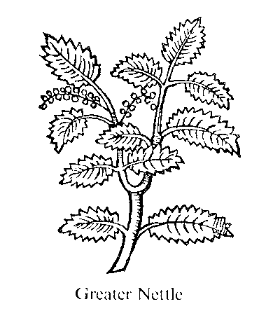 Old woodcut of Nettle