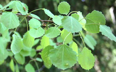 Haapa (Populus tremula)