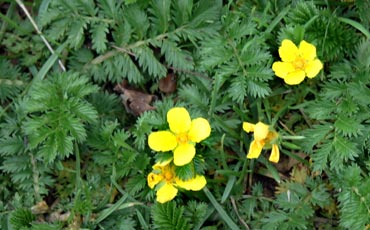 Hanhikit (Potentilla)