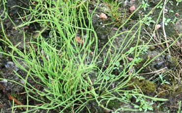 Hatikka (Spergula sp.)