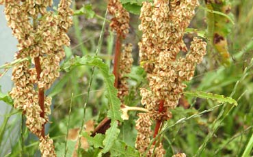 Hierakka (Rumex sp.)