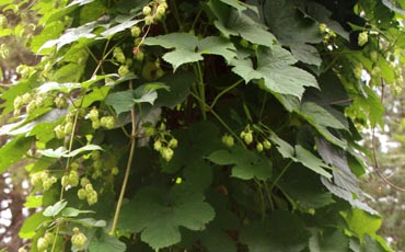 Humala (Humulus lupulus)