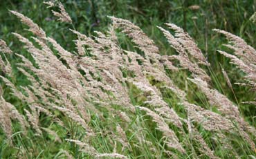 Järviruoko eli ryti (Phragmites australis)