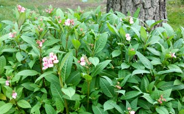 Jättipalsami (Impatiens glandulifera)