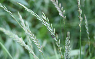 Juolavehnä (Elymus repens)