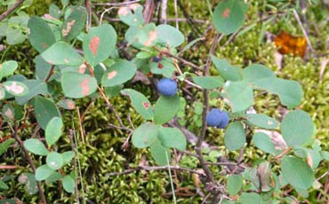 Juolukka (Vaccinium uliginosum)