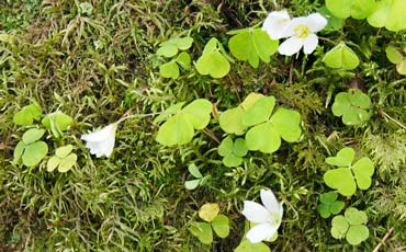 Käenkaali (Oxalis acetosella) eli ketunleipä