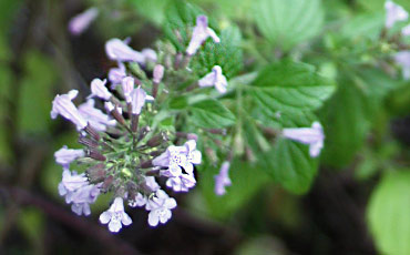 Ketokäenminttu (Clinopodium acinos)