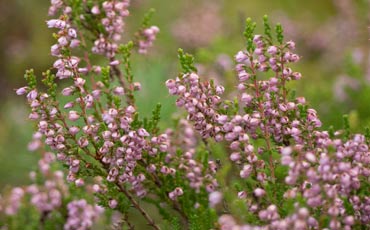 Kanerva (Calluna vulgaris)