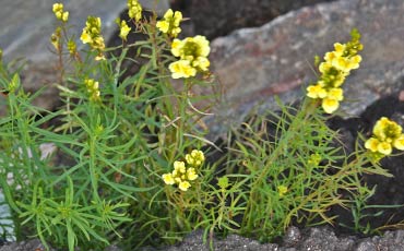 Kannusruoho (Linaria vulgaris)