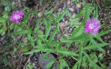 Kaunokit (Centaurea sp.)