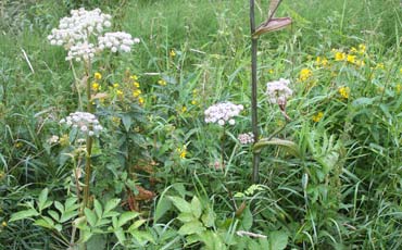 Karhunputki (Angelica sylvestris)