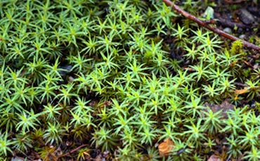 Haircap moss. Picture by Kaija Nikula.