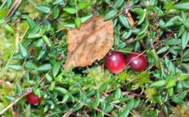 Karpalo (Vaccinium microcarpum)