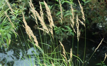 Kastikka (Calamagrostis sp.)