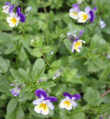 Keto-orvokki (Viola tricolor)