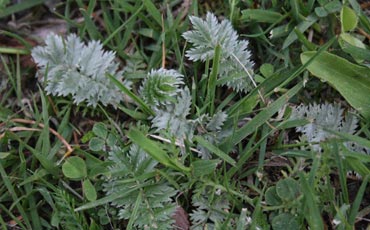 Ketohanhikki (Potentilla anserina)