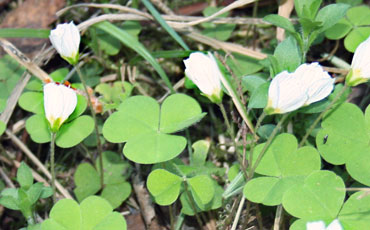 Käenkaali, Ketunleipä (Oxalis acetosella)