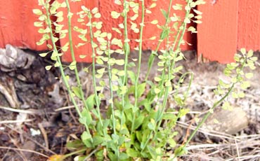 Kevättaskuruoho (Thlaspi alpestre)