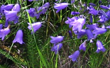 Kissankello (Campanula rotundifolia)