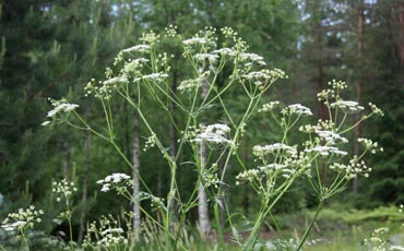 Koiranputki (Antchristus sylvestris)