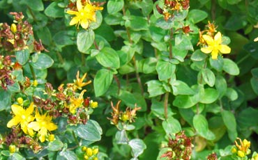 Kuismat (Hypericum)