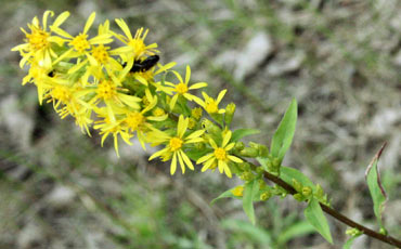 Kultapiisku (Solidago virgaurea)