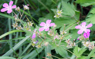 Kurjenpolvi (Geranium pratense)