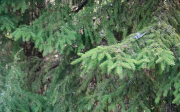 Kuusi (Picea abies)