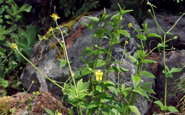 Kyläkellukka (Geum urbanum)