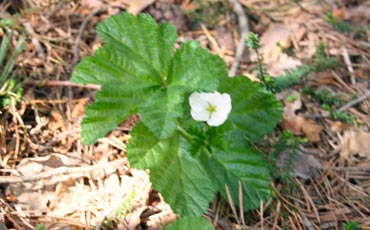 akka eli hilla eli suomuurain (Rubus chamaemorus)