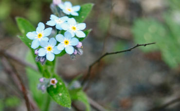 Lemmikit (Myosotis sp.)