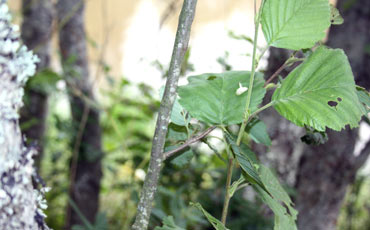 Leppä (Alnus sp.)