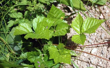 Lillukka (Rubus saxatilis)