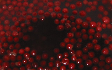 Lingonberry beer. Picture by Satu Hovi 2011.