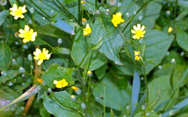 Linnunkaali (Lapsana communis)