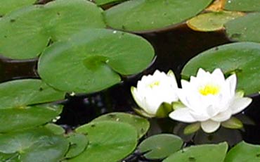 Lumme (Nymphaea sp.)