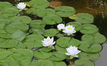 Nympha (Nymphaea sp.) Picture by Satu Hovi.