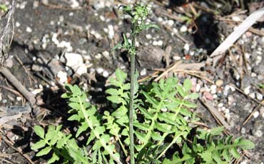 Lutukka (Capsella bursa-pastoris)