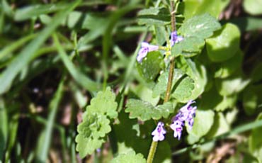 Maahumala (Glechoma hederacea)