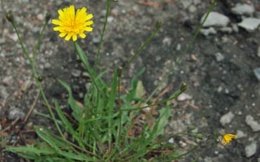 Maitiaiset (Leontodon sp.)