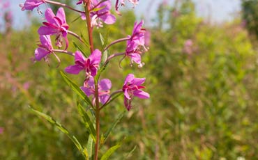 Maitohorsma (Epilobium angustifolium)