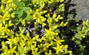 Maksaruohot (Sedum sp.)