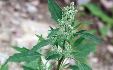 Maltsat (Atriplex sp.)