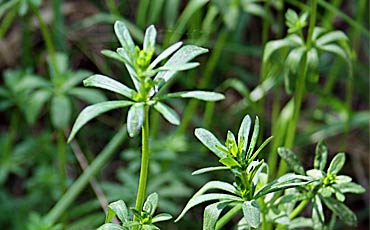 Matarat (Galium sp.) 