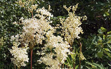 Mesiangervo (Filipendula ulmaria)